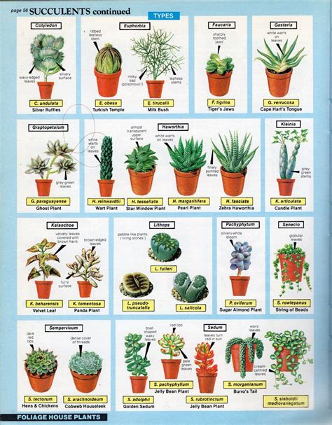 Succulents Page From ‘the House Plant Expert By Dr Dg Hessayon