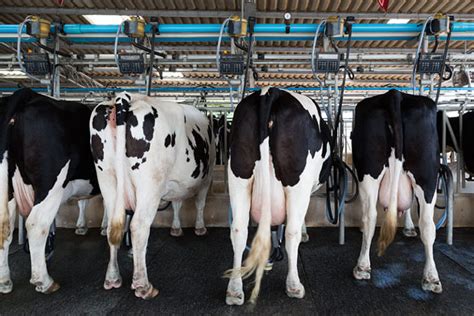 Cows Injected With Happy Chemicals Produce Better Milk Modern Farmer