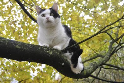 The cat up a tree trope as used in popular culture. What Can You Put Around a Tree So a Cat Can't Climb Up ...