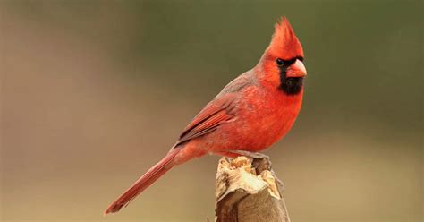 Red Birds Images