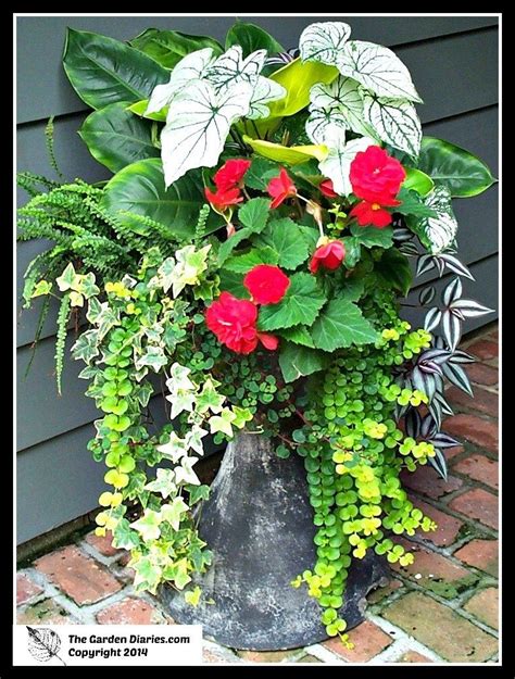 Shade Container Container Gardening Flowers Container