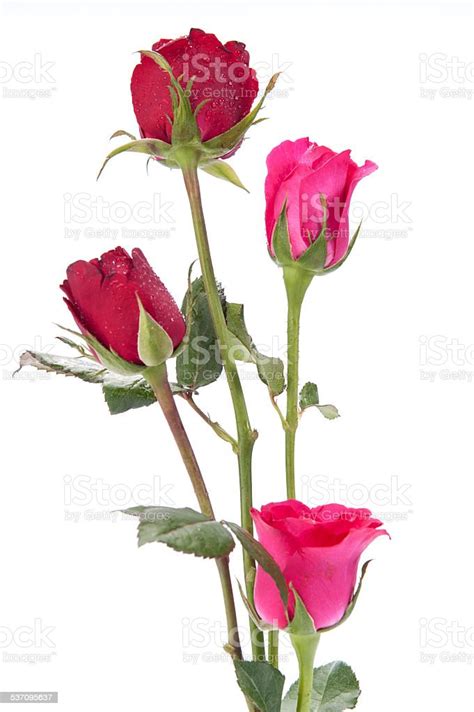 Dark Red Roses Isolated On White Stock Photo Download Image Now