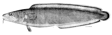Последние твиты от brosme torsk (@pickledbrosme). Fil:Brosme brosme.jpg - Wikipedia