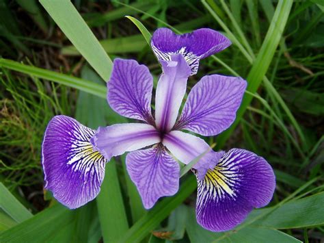 Iris Versicolor Kermesina Northern Blue Flag Plants And Garden