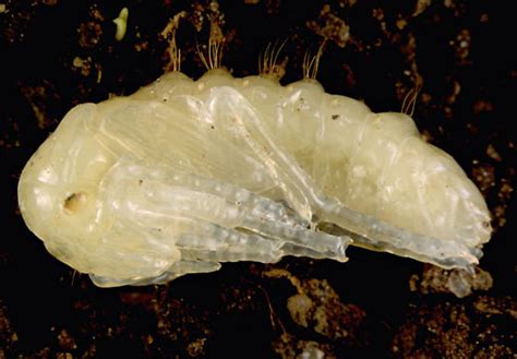 Coleoptera Pupa Bugguidenet