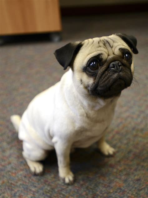 However, it could be as low as 1 or as high as 9 puppies. 5 Reasons Why Pugs Make Great Therapy Dogs - The Pug Diary