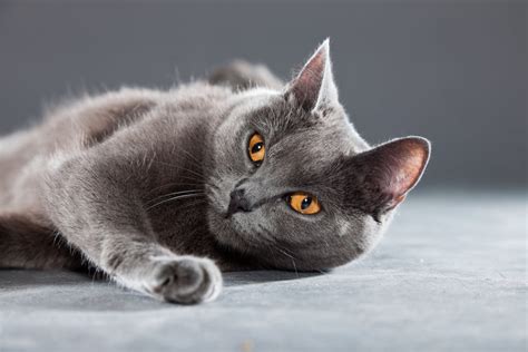 6 Reasons Youll Love A Chartreux Cat Prettylitter Prettylitter