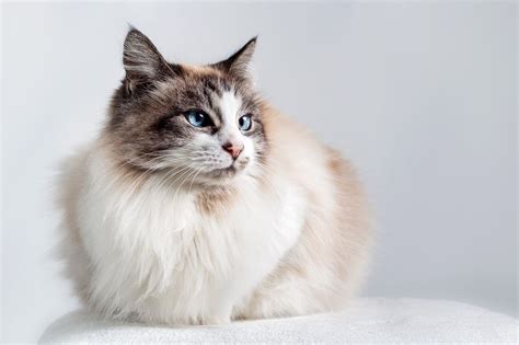 12 Cat Breeds That Are Perfect For People Who Love Dogs Ragdoll Cat