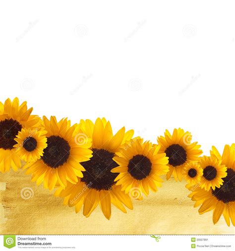 Sunflower Border Stock Image Image Of Petal Flower
