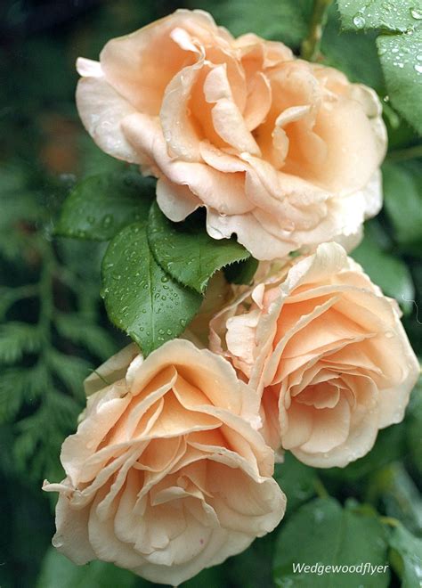 High quality rtypes of roses for global market. peach-rose | Peach roses, Rose, Orange roses