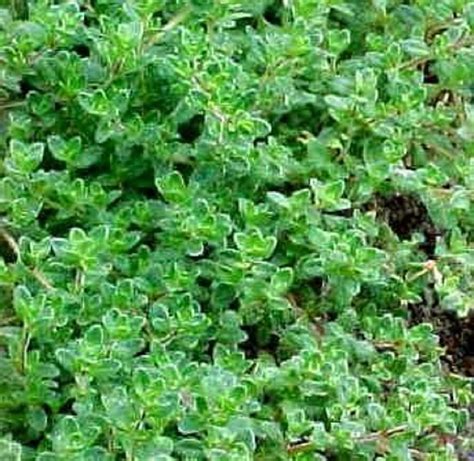 Heirloom Herb Thyme Common English German 1000 Seeds Culinary Medicinal