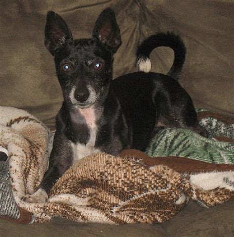 Check spelling or type a new query. Rat Terrier Info, Temperament, Care, Puppies, Pictures