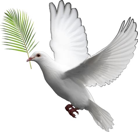 Dove Png Clipart Bible Pictures On Cliparts Pub 2020 🔝