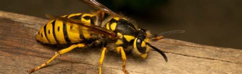 What Are Yellow Jackets Hawx Pest Control