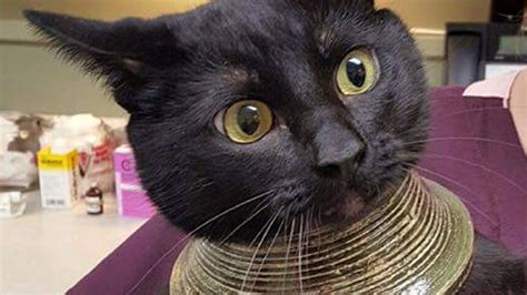 If your cat is milling around your legs, try holding your hand (with a closed fist) near her head to see if she rubs her cheeks on your. Cat gets head stuck in vase, is hailed as 'Cleocatra' online