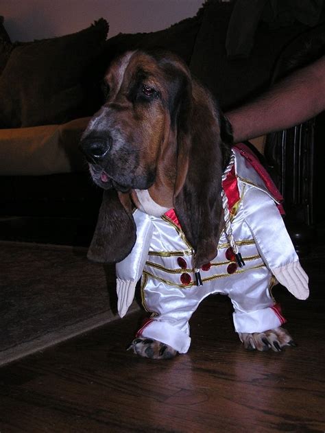 17 Costumes That Prove Basset Hounds Always Win At Halloween