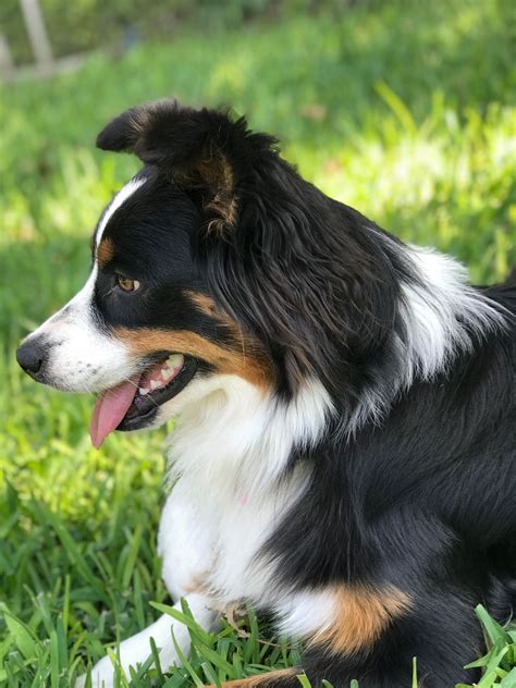 Black Tri Color Aussie Australian Shepherd Miniature American