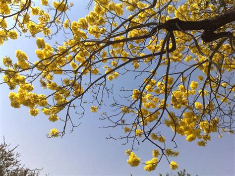 Arbol De Flores Amarillas