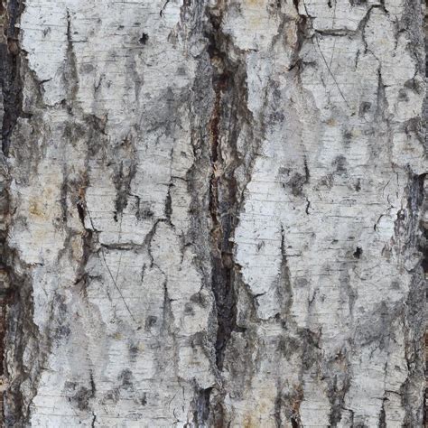 Birch Tree Texture Seamless Background Wallpaper Stock Photo Image Of