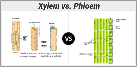 Also includes a bonus word search and comes with an answer key. Differences Between Xylem And Phloem - Major Differences