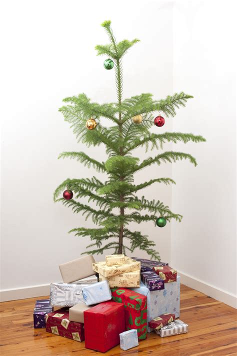 Small Christmas Tree 8250 Stockarch Free Stock Photo Archive