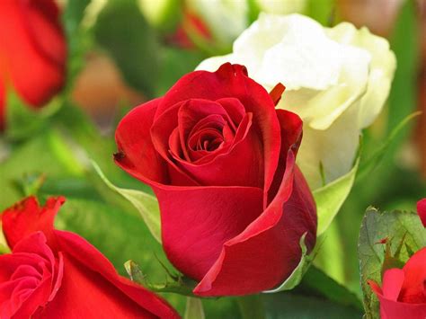 Beautiful Rose Hd Wallpapers Top Những Hình Ảnh Đẹp