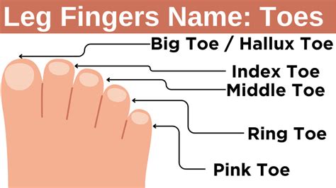 Toe Tradução Parte Do Corpo