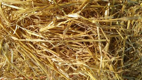 Barley Straw Big Bales