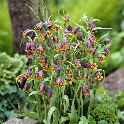 Earn points every time you go to the cinema to use on free movie tickets at vox cinemas lebanon. Fritillaria uva vulpis | Blumenzwiebeln, Garten, Pflanzen