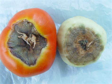 Blossom End Rot Affecting Your Vegetables What Grows There Hugh
