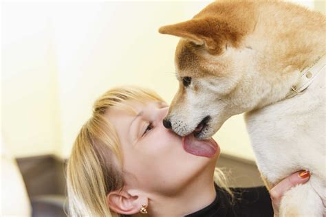 How To Train Your Dog To Not Lick Faces Wag