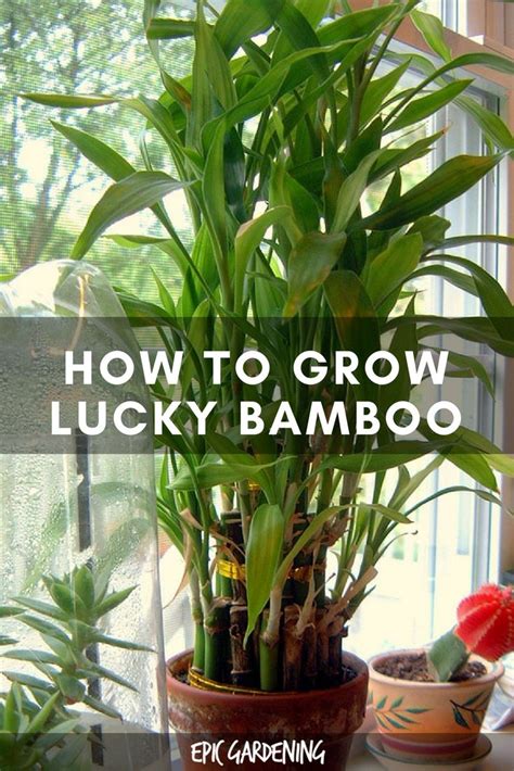 Watch this video that will guide you on how you can grow a lucky bamboo plant in water in just a few steps.explore bamboo store here. Lucky Bamboo Care - Growing Dracaena Sanderiana | Epic ...