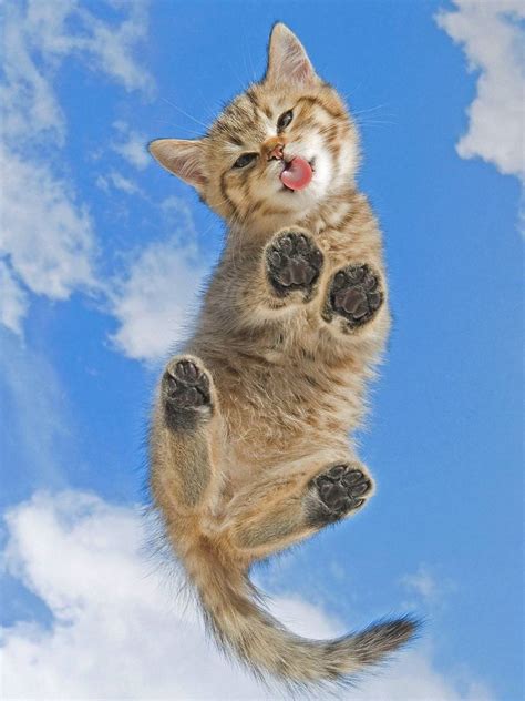 Funny Cat Wallpaper By Hende09 A6 Free On Zedge