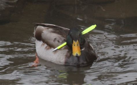 Duck Shot Through Head With Crossbow Bolt Evades Capture From Rspca In