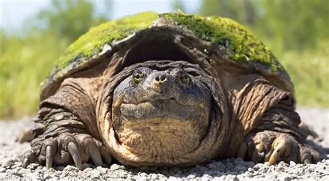 Snapping Turtle Breed Information And Care Guide Everything Reptiles