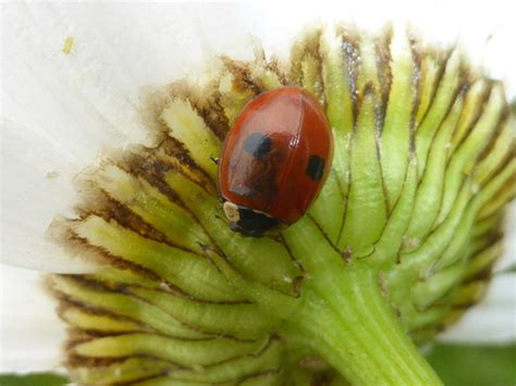 Two Spotted Ladybug Nps National Capital Region Beetle Species Guide