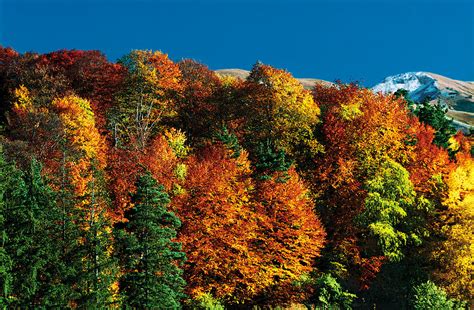 The mountain resort bakuriani is situated on the northern slope of the trialeti range, at an. BAKURIANI - GEORGIATOSEE