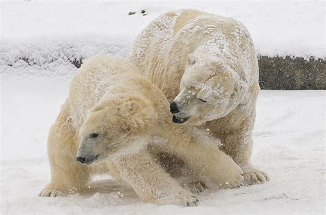 Two Brown Polar Bears Fights Standing On Snow Field Hd Wallpaper