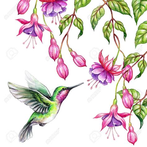 Summer Clipart With Hummingbird Png Watercolor Hummingbird Clipart