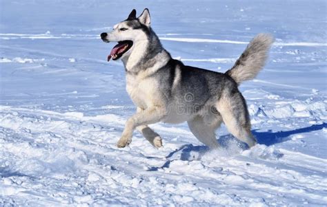 A Siberian Husky Breed Dog Runs Through The Snow Stock Image Image Of
