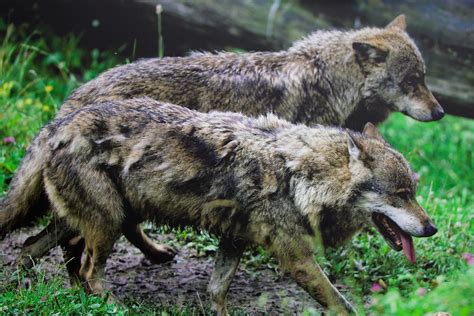 A Gray Wolf's Diet and Hunting Habits
