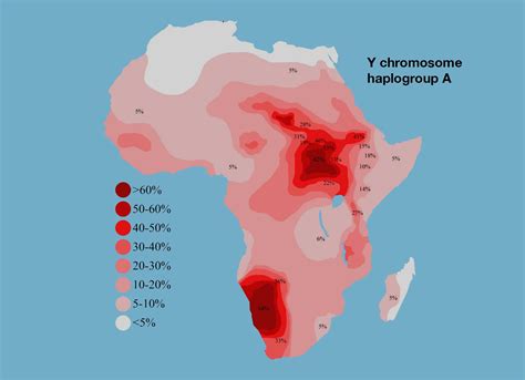 How Much Do Y Chromosome Haplogroups Shape Our Views Of Modern Human Origins