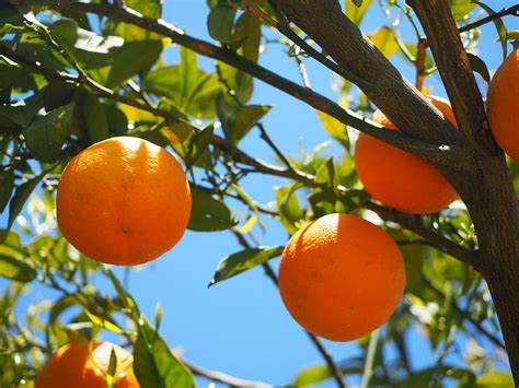 Orange Fruits Tree Oranges Orange Tree Citrus Fruits Leaves