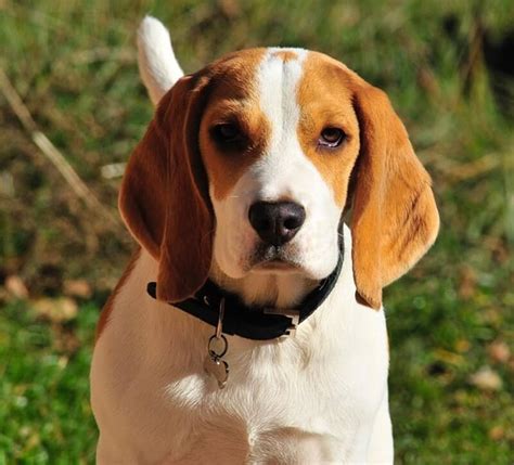 todo sobre el beagle perroshop
