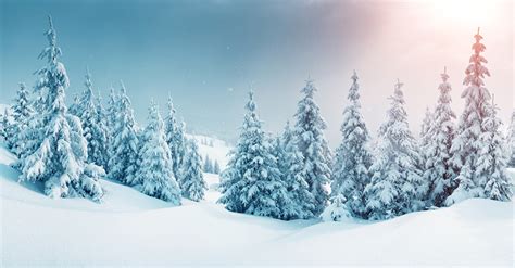 Desktop Hintergrundbilder Natur Winter Fichten Schnee Bäume