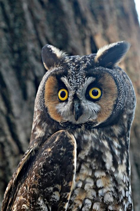 How long have you been waiting? Long-eared Owls