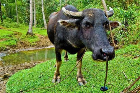 A Water Buffalo Locally Known As Carabao Philippines Scenes Water