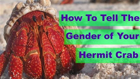How To Tell The Gender Of A Hermit Crab Sex Your Hermit Crab Best