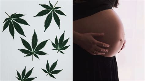 more pregnant women are smoking weed vice