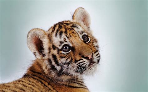 Now you know that a baby tiger is called a cub. Cute Baby Tiger Wallpapers - Wallpaper Cave
